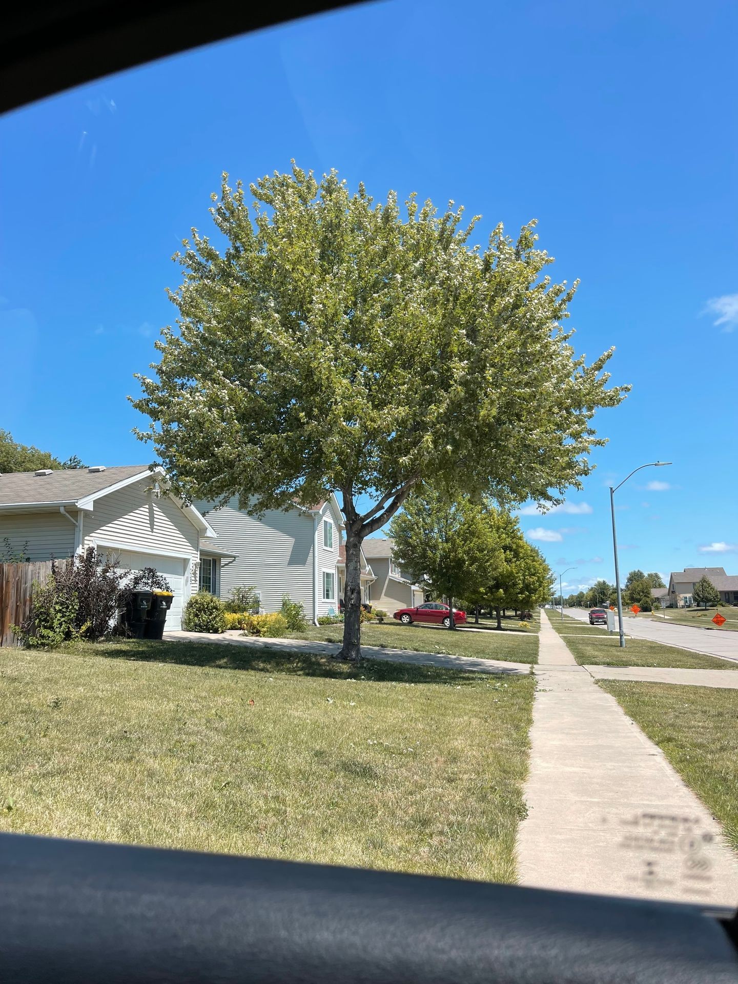 Tree Maintenance